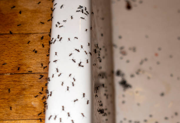 Best Pest Prevention Services  in Frazeysburg, OH